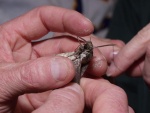 Tom Turpin tethering a moth to a thread.