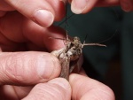 Tom Turpin tethering a moth to a thread.