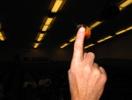 The main actor in Einstein vs. The Bug--the Madagascar Cockroach.