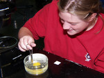 Highlight for Album: Chick Embryo Lab