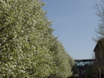 04133 Forney Hall's Hawthorns