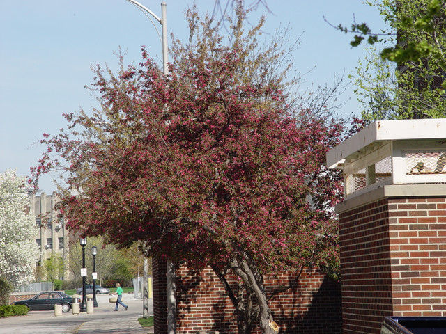 04138 Crabapple behind Physics