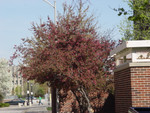 04138 Crabapple behind Physics