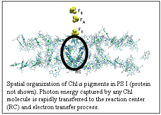 Text Box:  
Spatial organization of Chl a pigments in PS I (protein not shown). Photon energy captured by any Chl molecule is rapidly transferred to the reaction center (RC) and electron transfer process.
