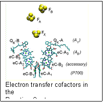 Text Box:  
Electron transfer cofactors in the
Reaction Center


