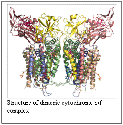 Text Box:  
Structure of dimeric cytochrome b6f complex.

