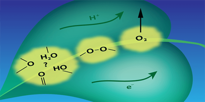 Process of O-O bond formation by Oxygen Evolving Complex.