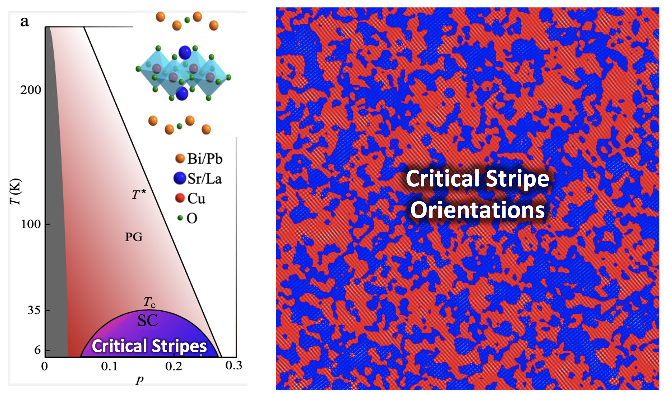 Critical Stripe Orientation Clusters in BSCO