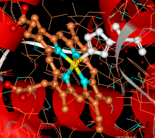 Iron center of Hemoglobin