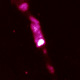 Active Galactic Nuclei